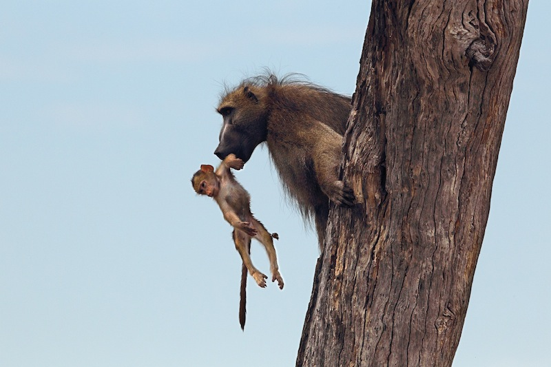 Illustration for article titled Harrowing Photos Capture Tense Encounter Between Baby Baboon And Lion